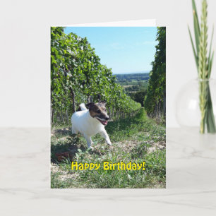 Capo von Oppenheim Jack Russell Terrier, Dog Kaart