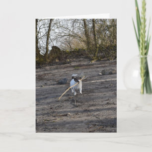 Capo von Oppenheim Jack Russell Terrier, Dog Kaart