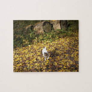 Capo von Oppenheim, Jack Russell Terrier Dog Legpuzzel