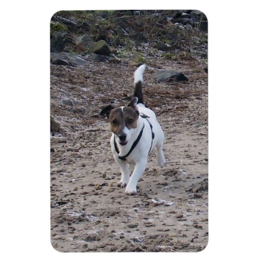 Capo von Oppenheim, Jack Russell Terrier Dog Magne Magneet (Verticaal)