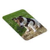 Capo von Oppenheim, Jack Russell Terrier Dog Magne Magneet (Rechterzijde)