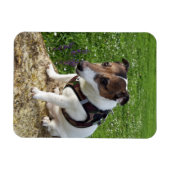 Capo von Oppenheim, Jack Russell Terrier Dog Magne Magneet (Horizontaal)