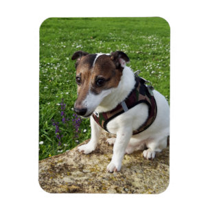 Capo von Oppenheim, Jack Russell Terrier Dog Magne Magneet