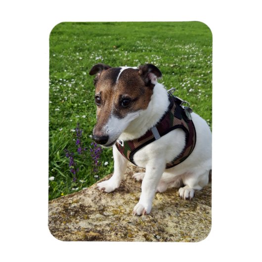 Capo von Oppenheim, Jack Russell Terrier Dog Magne Magneet (Verticaal)