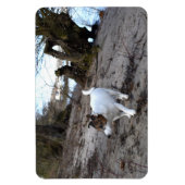 Capo von Oppenheim, Jack Russell Terrier Dog Magne Magneet (Verticaal)