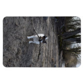 Capo von Oppenheim, Jack Russell Terrier Dog Magneet (Horizontaal)