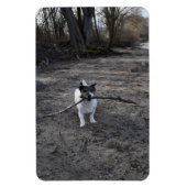 Capo von Oppenheim, Jack Russell Terrier Dog Magneet (Verticaal)