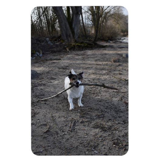 Capo von Oppenheim, Jack Russell Terrier Dog Magneet (Verticaal)