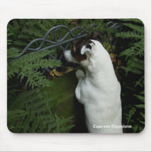 Capo von Oppenheim Jack Russell Terrier, Dog Muismat
