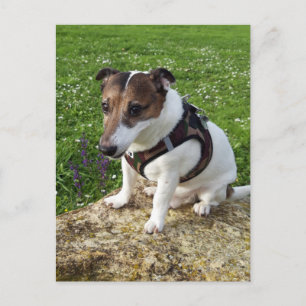 Capo von Oppenheim, Jack Russell Terrier Dog Postc Briefkaart