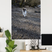 Capo von Oppenheim, Jack Russell Terrier dog Poster (Thuiskantoor)