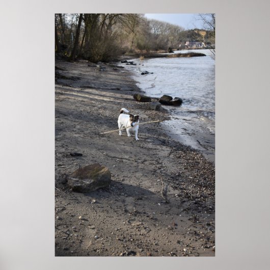 Capo von Oppenheim, Jack Russell Terrier dog Poster (Voorkant)