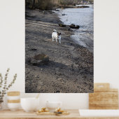 Capo von Oppenheim, Jack Russell Terrier dog Poster (Keuken)