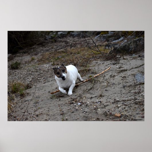 Capo von Oppenheim, Jack Russell Terrier dog Poster (Voorkant)