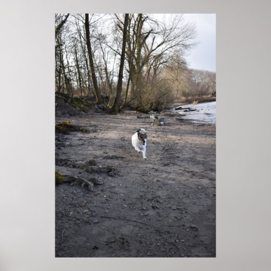 Capo von Oppenheim, Jack Russell Terrier dog Poster (Voorkant)