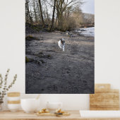 Capo von Oppenheim, Jack Russell Terrier dog Poster (Keuken)
