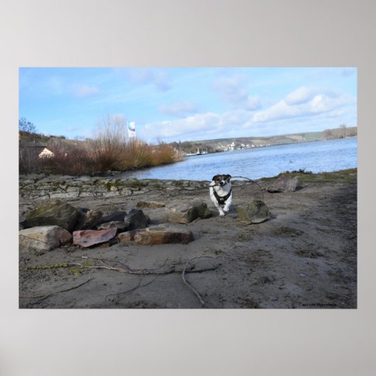 Capo von Oppenheim, Jack Russell Terrier Dog Poster (Voorkant)