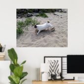 Capo von Oppenheim, Jack Russell Terrier Dog Poster (Thuiskantoor)
