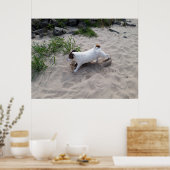Capo von Oppenheim, Jack Russell Terrier Dog Poster (Keuken)