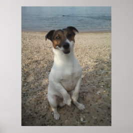 Capo von Oppenheim, Jack Russell Terrier dog Poster