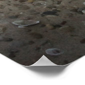 Capo von Oppenheim, Jack Russell Terrier dog Poster (Hoek)