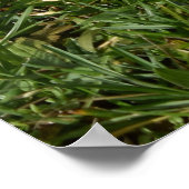 Capo von Oppenheim, Jack Russell Terrier dog Poster (Hoek)