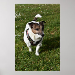 Capo von Oppenheim, Jack Russell Terrier dog Poster