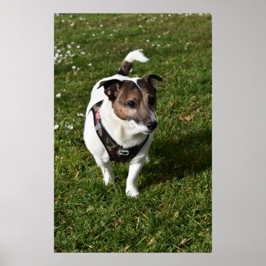 Capo von Oppenheim, Jack Russell Terrier dog Poster (Voorkant)