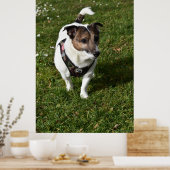 Capo von Oppenheim, Jack Russell Terrier dog Poster (Keuken)