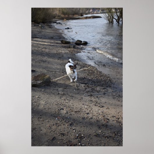 Capo von Oppenheim, Jack Russell Terrier dog Poster (Voorkant)