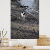 Capo von Oppenheim, Jack Russell Terrier dog Poster (Keuken)