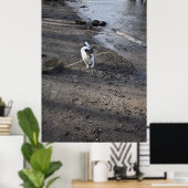 Capo von Oppenheim, Jack Russell Terrier dog Poster (Thuiskantoor)