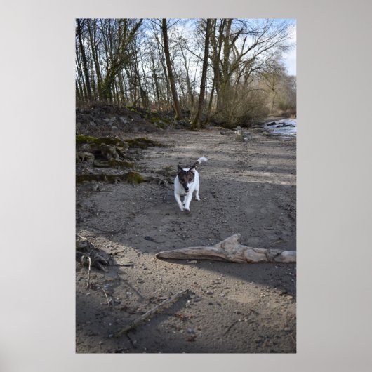 Capo von Oppenheim, Jack Russell Terrier dog Poster (Voorkant)