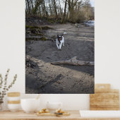 Capo von Oppenheim, Jack Russell Terrier dog Poster (Keuken)