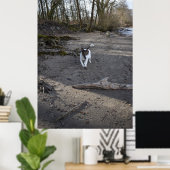 Capo von Oppenheim, Jack Russell Terrier dog Poster (Thuiskantoor)