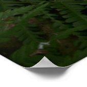 Capo von Oppenheim, Jack Russell Terrier dog Poster (Hoek)