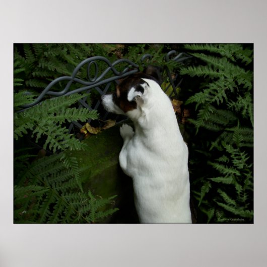 Capo von Oppenheim, Jack Russell Terrier dog Poster (Voorkant)