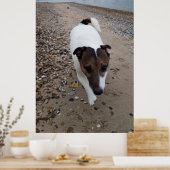 Capo von Oppenheim, Jack Russell Terrier dog Poster (Keuken)