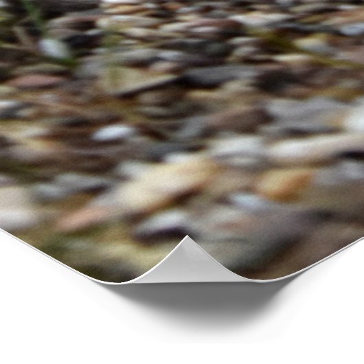 Capo von Oppenheim, Jack Russell Terrier dog Poster (Hoek)