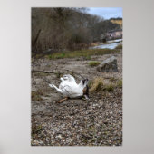 Capo von Oppenheim, Jack Russell Terrier dog Poster (Voorkant)