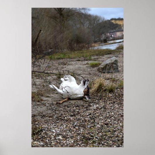 Capo von Oppenheim, Jack Russell Terrier dog Poster (Voorkant)