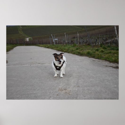Capo von Oppenheim, Jack Russell Terrier dog Poster (Voorkant)