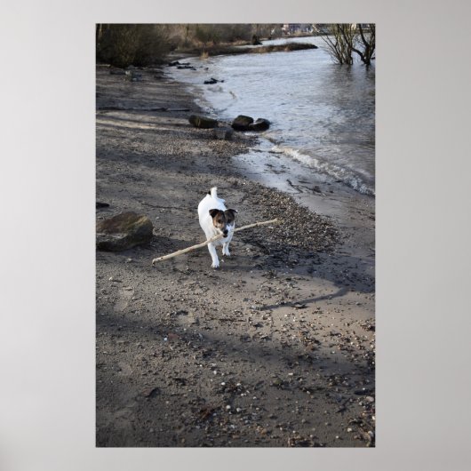 Capo von Oppenheim, Jack Russell Terrier dog Poster (Voorkant)