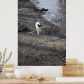 Capo von Oppenheim, Jack Russell Terrier dog Poster (Keuken)