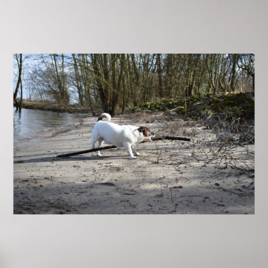 Capo von Oppenheim, Jack Russell Terrier Dog Poster (Voorkant)