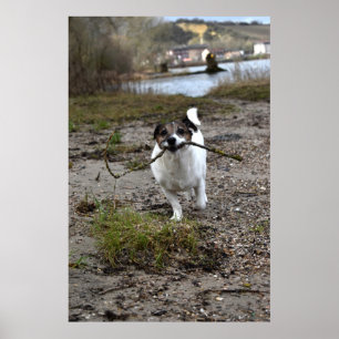 Capo von Oppenheim, Jack Russell Terrier dog Poster