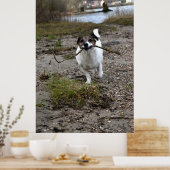 Capo von Oppenheim, Jack Russell Terrier dog Poster (Keuken)