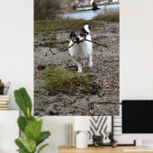 Capo von Oppenheim, Jack Russell Terrier dog Poster (Thuiskantoor)