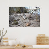 Capo von Oppenheim, Jack Russell Terrier Dog Poster (Keuken)