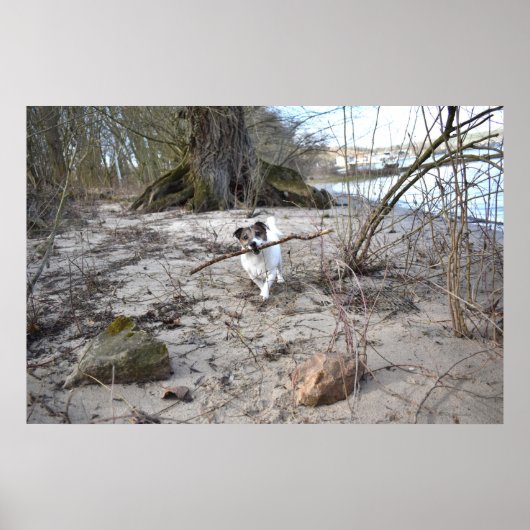 Capo von Oppenheim, Jack Russell Terrier Dog Poster (Voorkant)